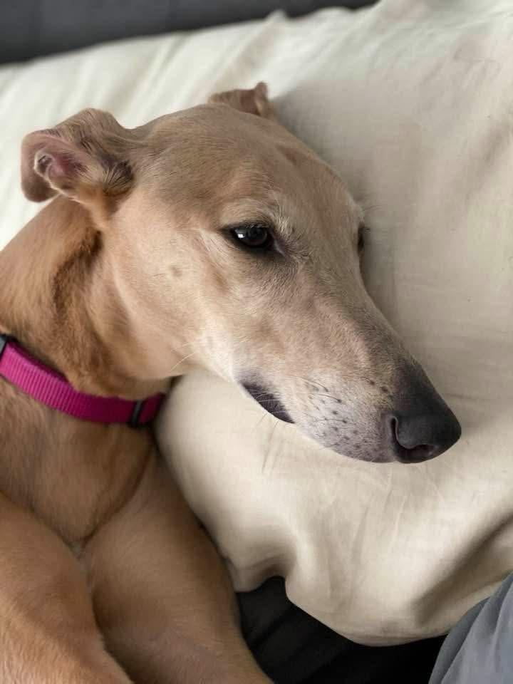 Fleur, Adoptable, Senior Female Greyhound.