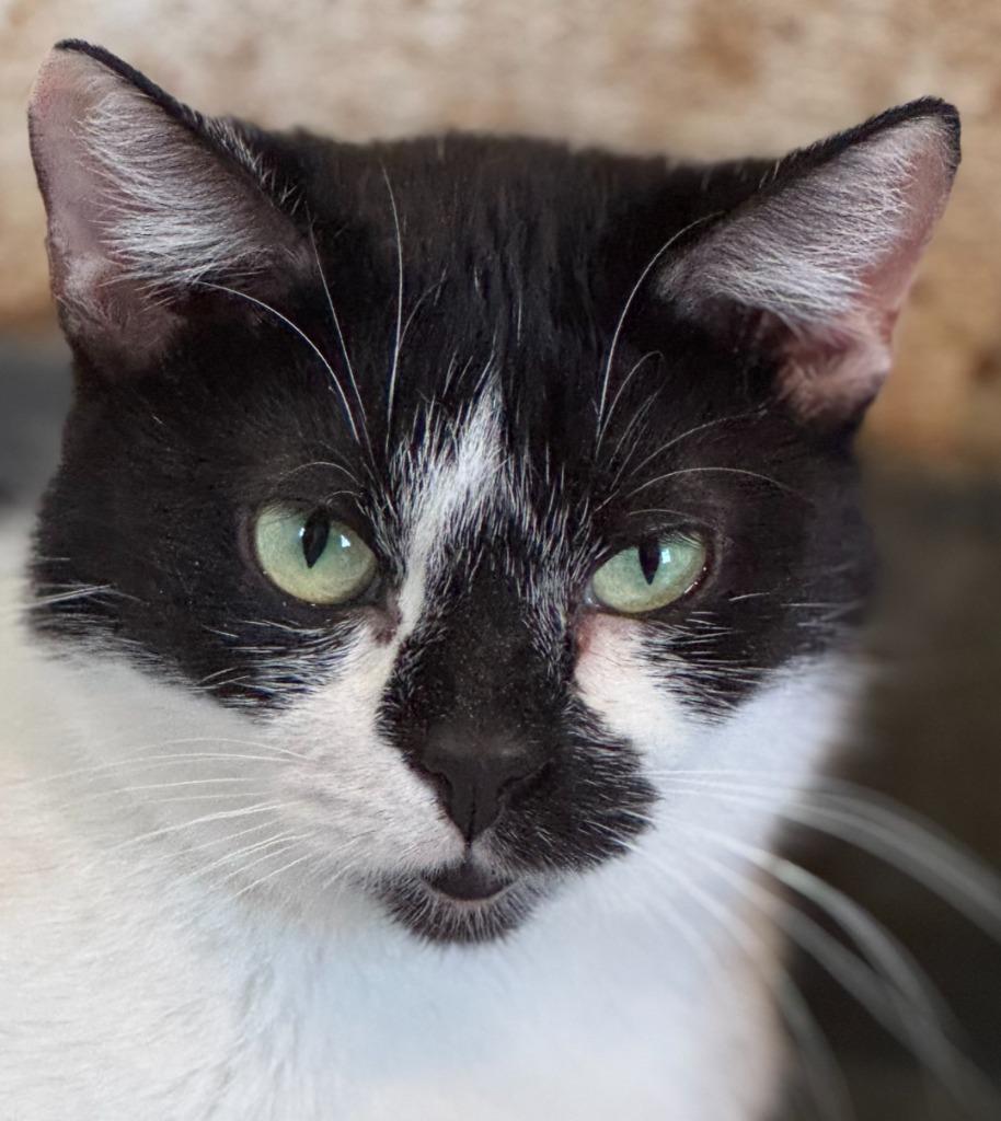 Enlarge Valentina, a Adoptable mixed breed in New Braunfels, TX image 1/4