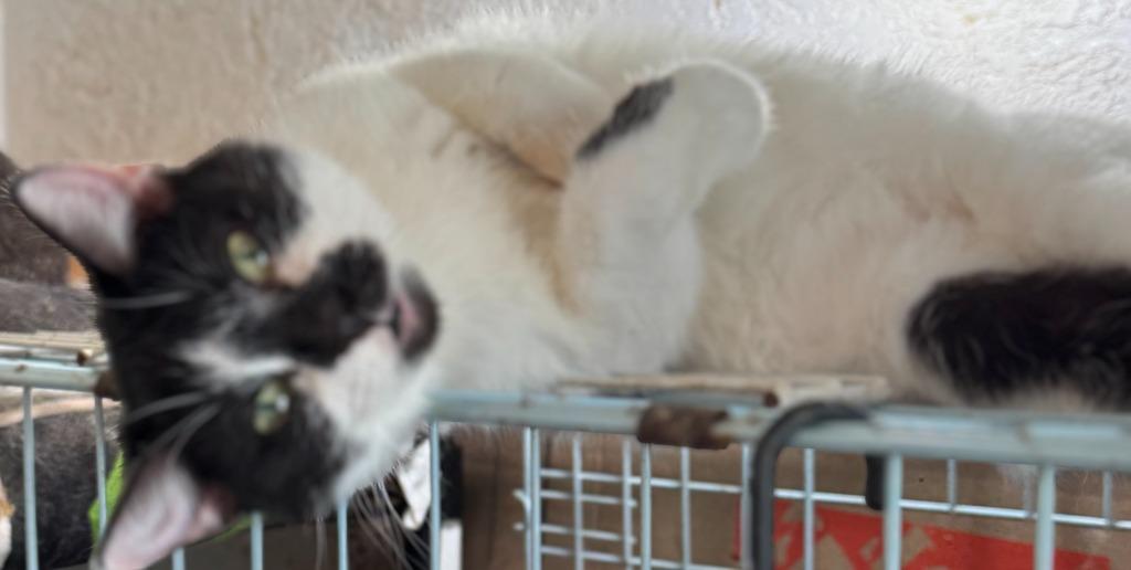 Valentina, a Adoptable mixed breed in New Braunfels, TX image 2/4