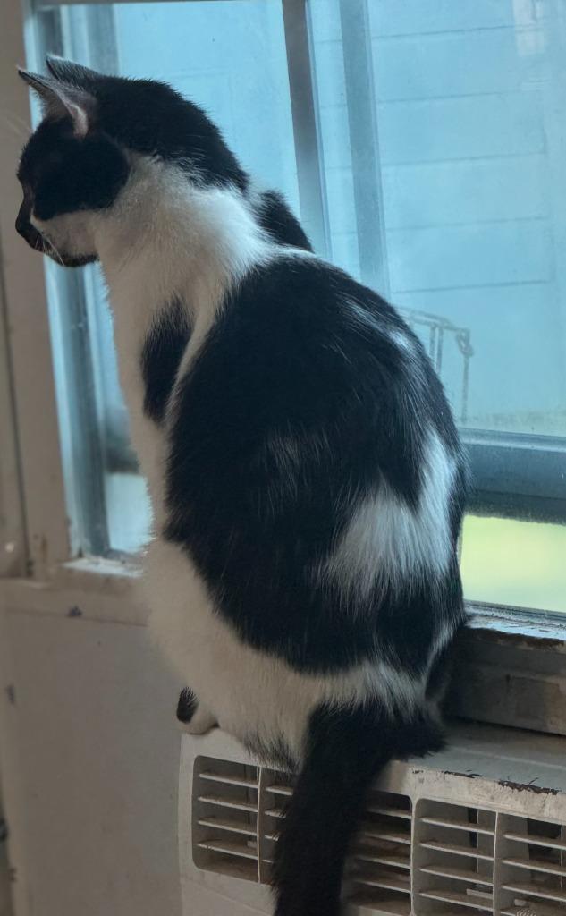 Valentina, a Adoptable mixed breed in New Braunfels, TX image 3/4