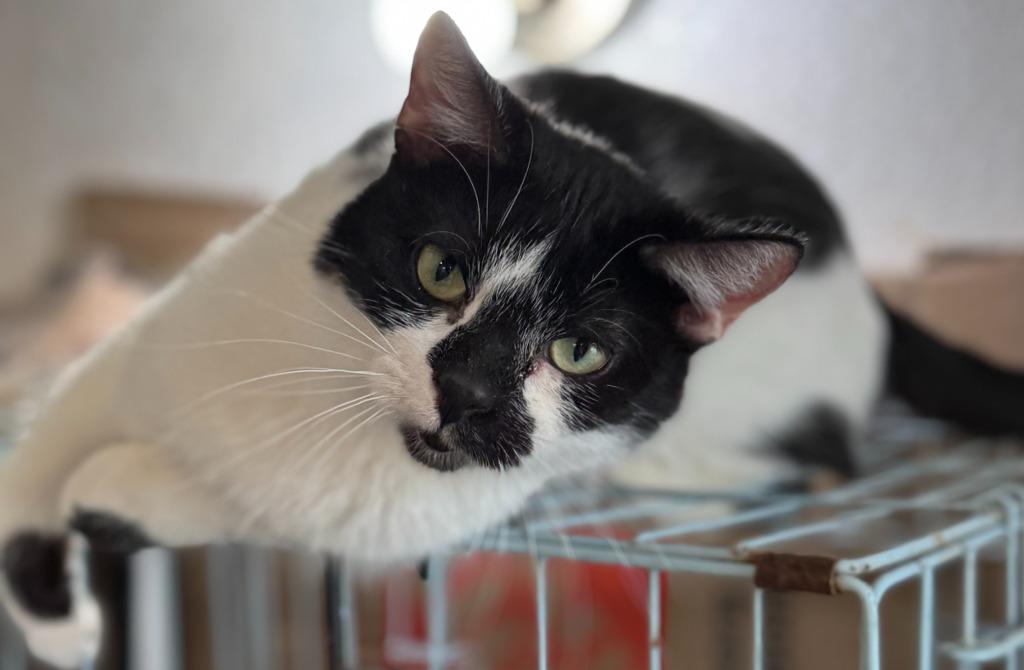 Enlarge Valentina, a Adoptable mixed breed in New Braunfels, TX image 4/4