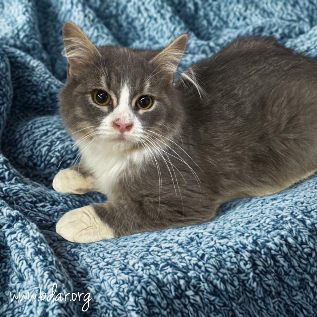 Nancy, a Adoptable Domestic Medium Hair in Cheyenne, WY image 2/2