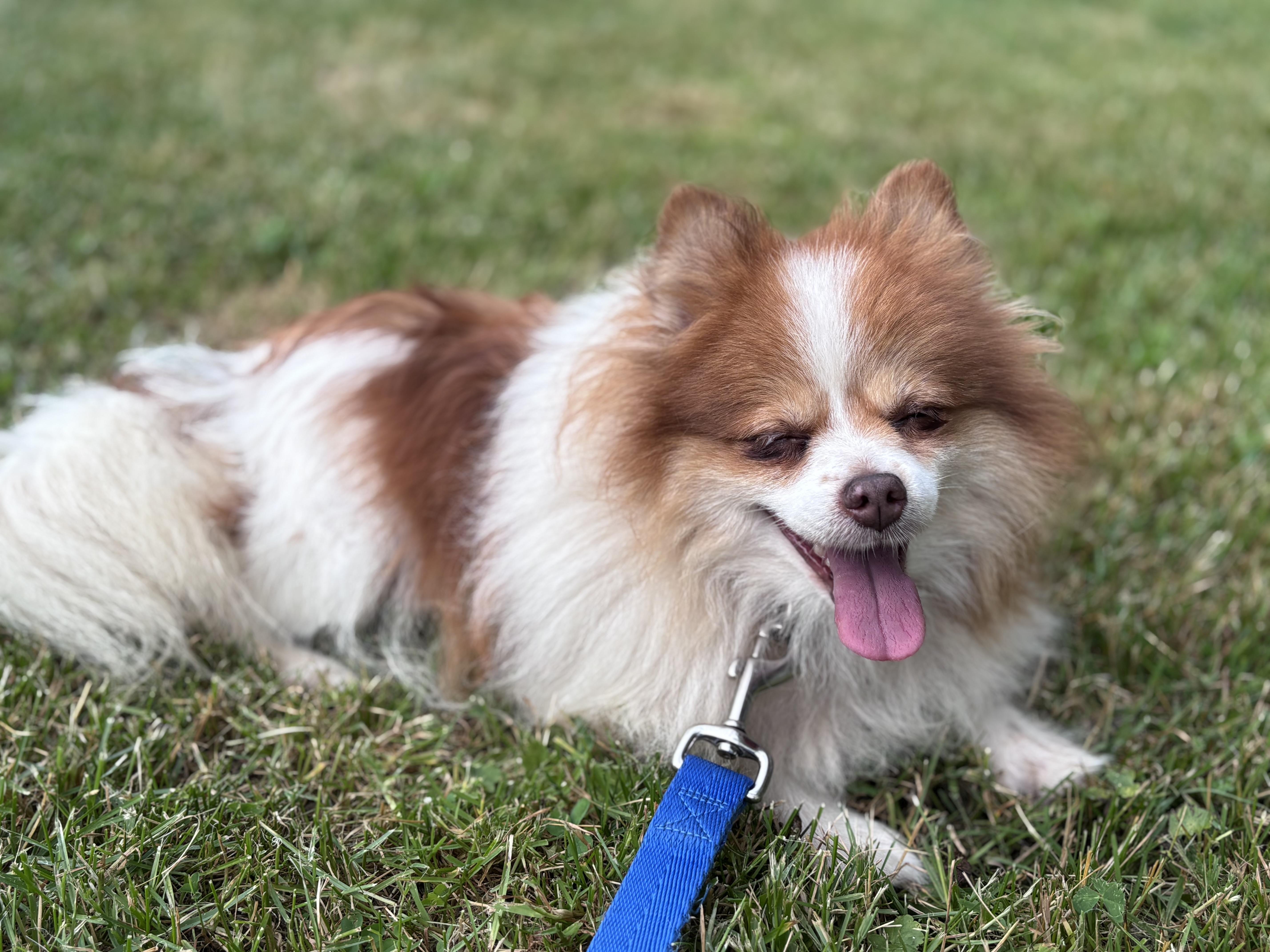 Enlarge Gemma, a Adoptable Pomeranian in Independence, OH image 5/6