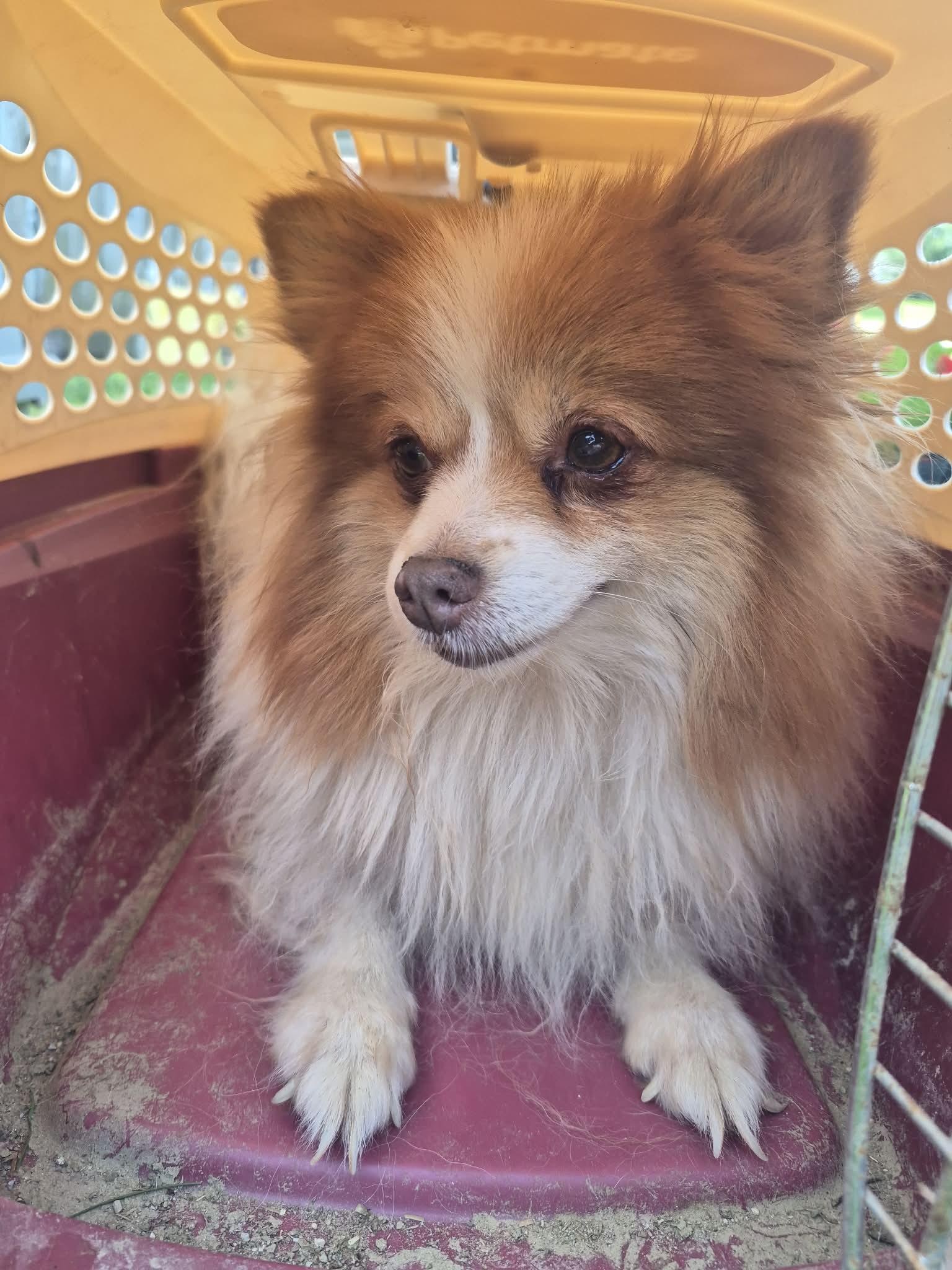 Enlarge Gemma, a Adoptable Pomeranian in Independence, OH image 6/6