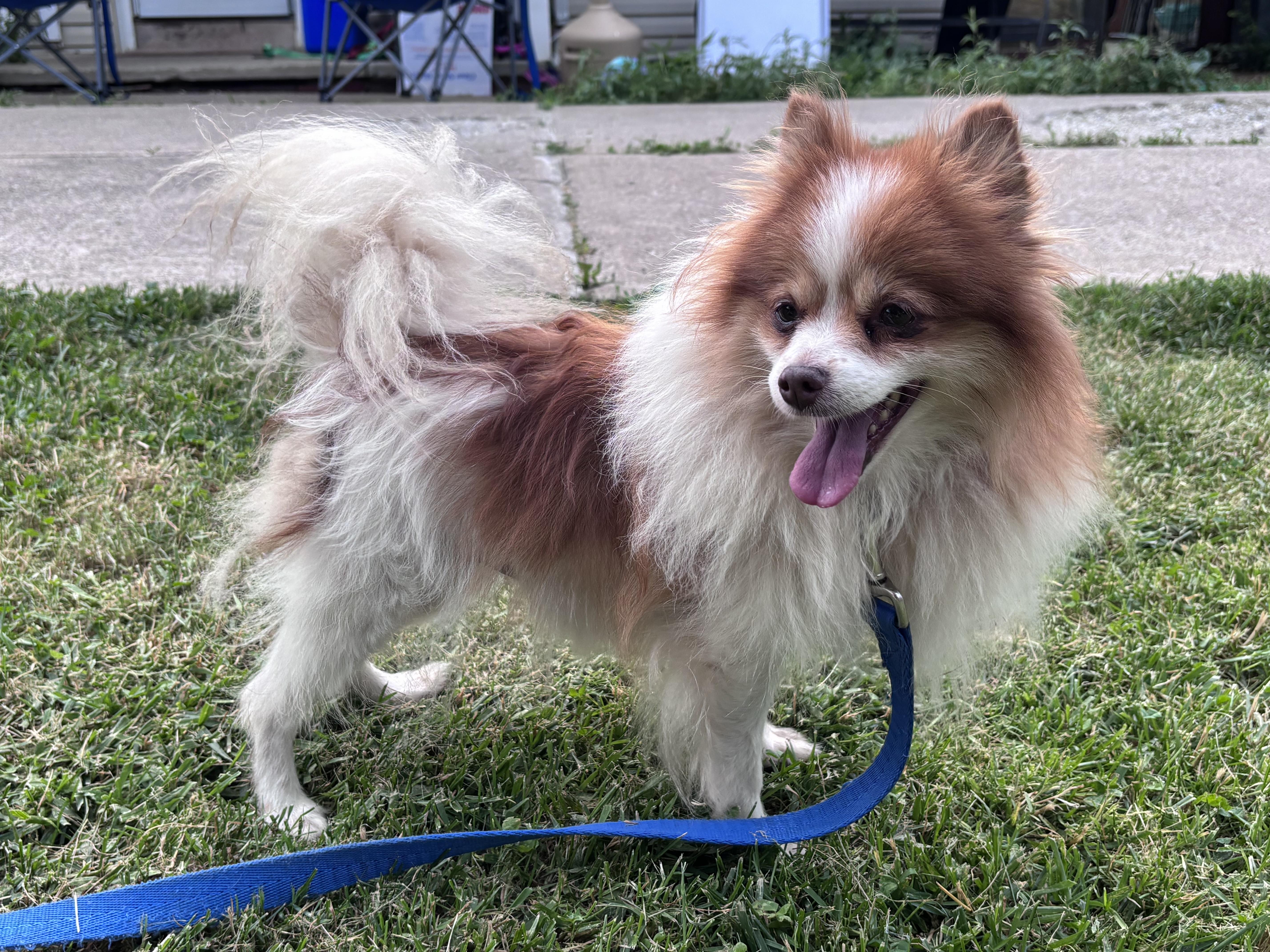 Enlarge Gemma, a Adoptable Pomeranian in Independence, OH image 1/6