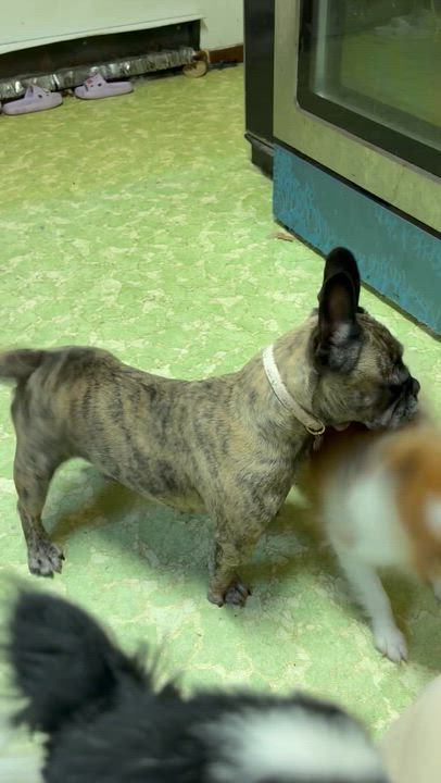Enlarge Gemma, a Adoptable Pomeranian in Independence, OH video 2/6
