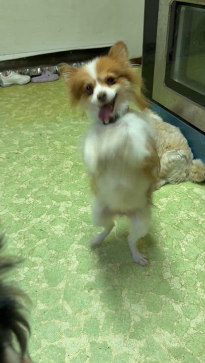 Enlarge Gemma, a Adoptable Pomeranian in Independence, OH video 3/6