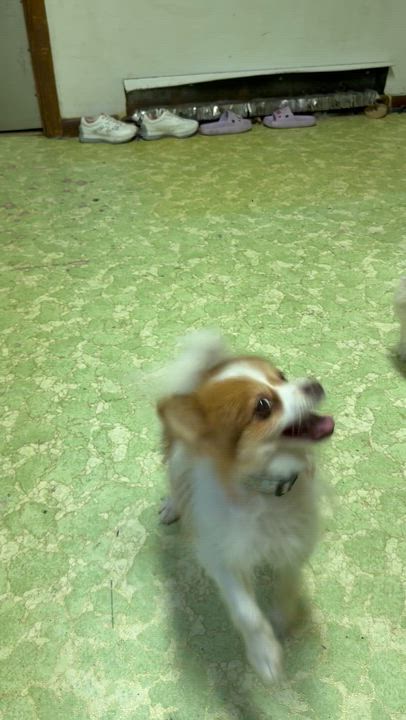 Enlarge Gemma, a Adoptable Pomeranian in Independence, OH video 4/6