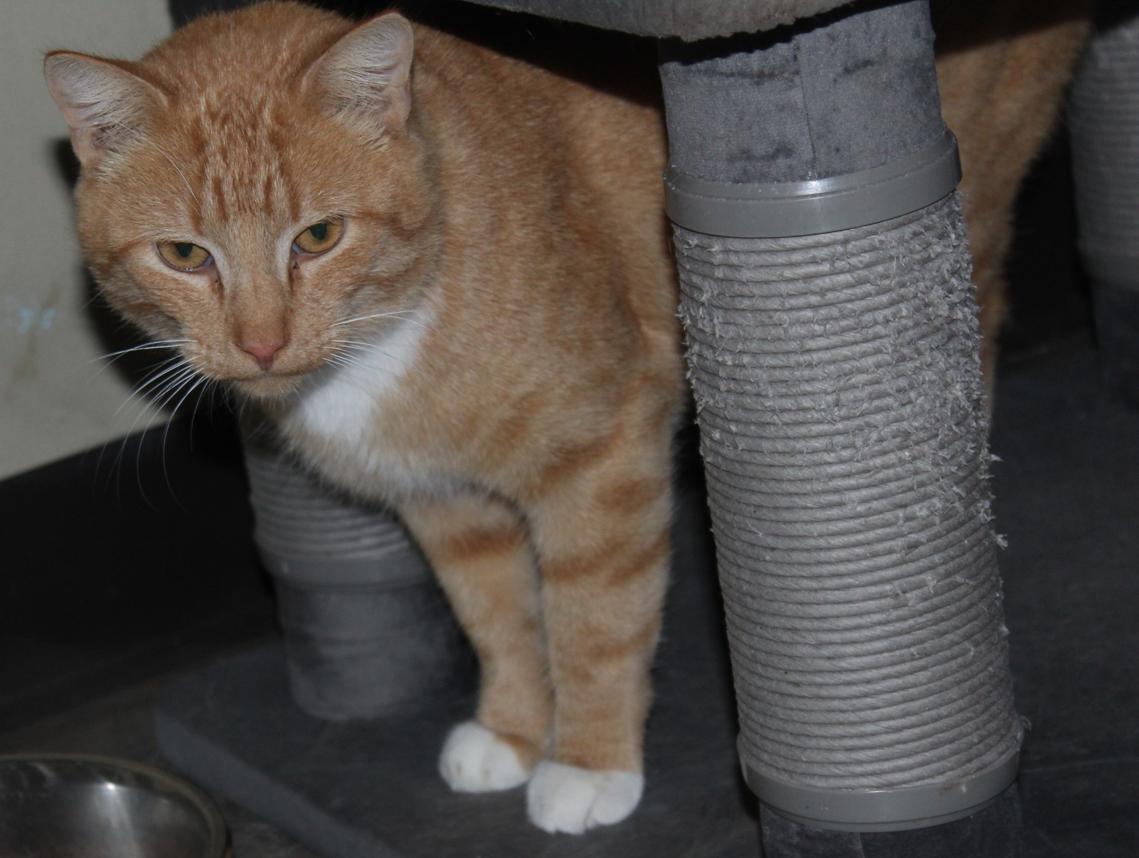 Cord photo 2