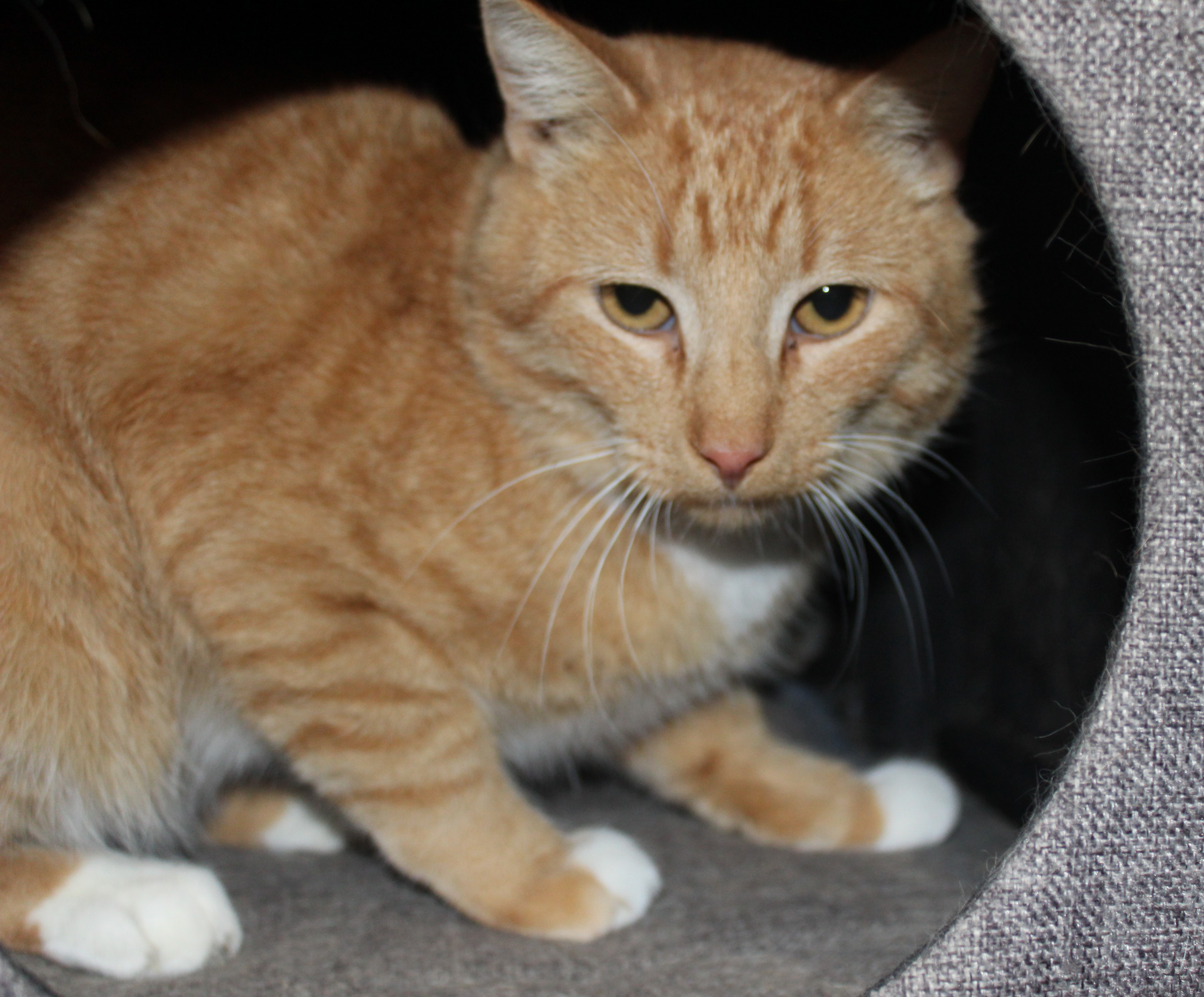 Cord photo 4