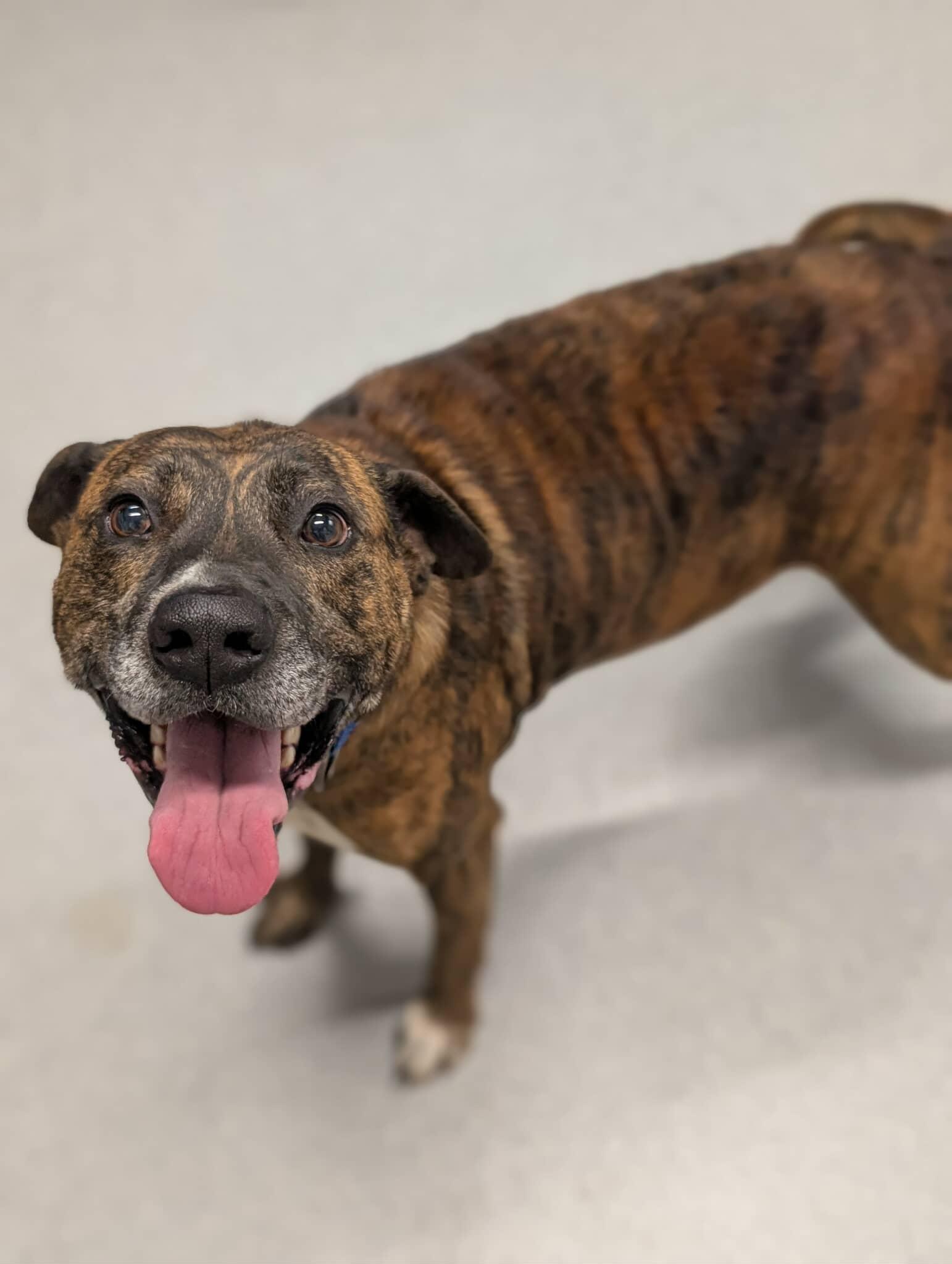 Enlarge Boomer , a Adoptable mixed breed in Moundsville, WV image 1/1