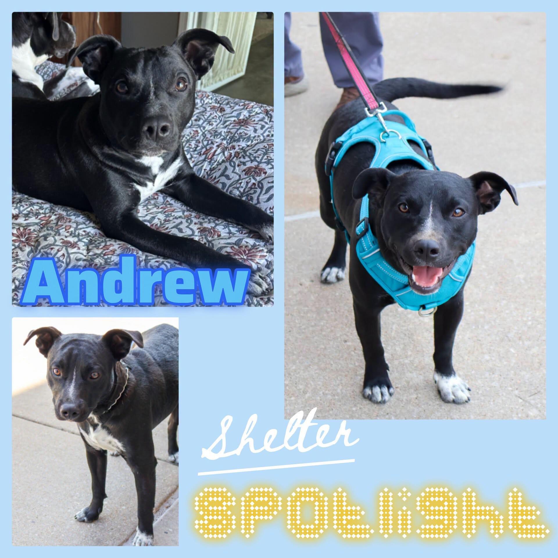 Andrew, Adoptable, Young Male Terrier.
