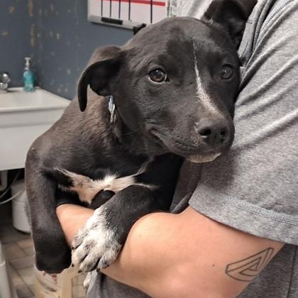 Enlarge Andrew, a ADOPTABLE Terrier in Hollister, MO image 1/1