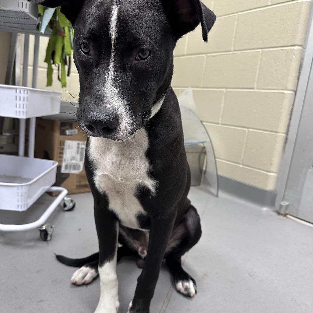 Jordan 9670, Adoptable, Adult Male Mixed Breed.