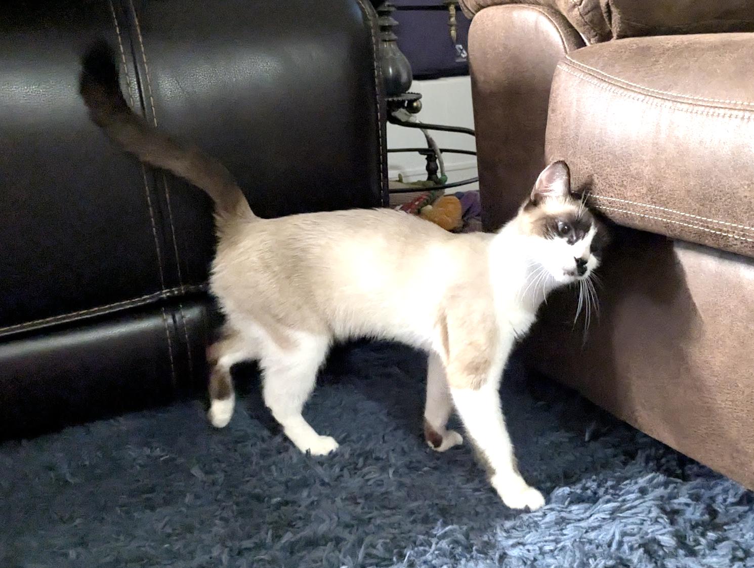 Kimpsy
