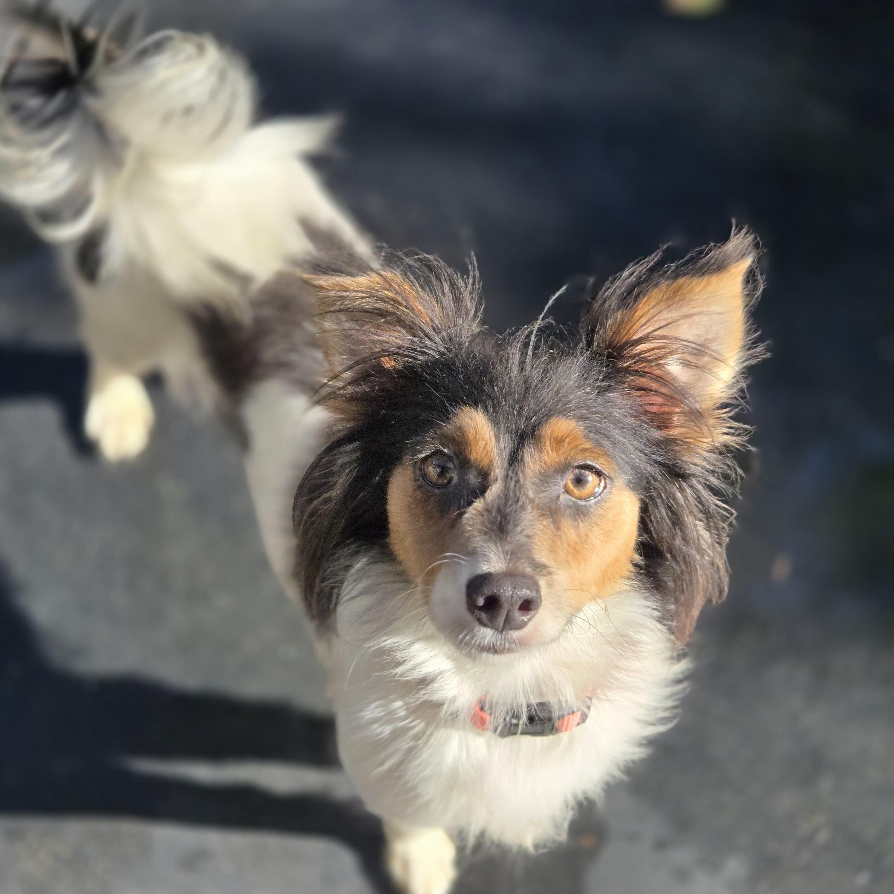Eloise, ADOPTABLE, Adult Female Rat Terrier.