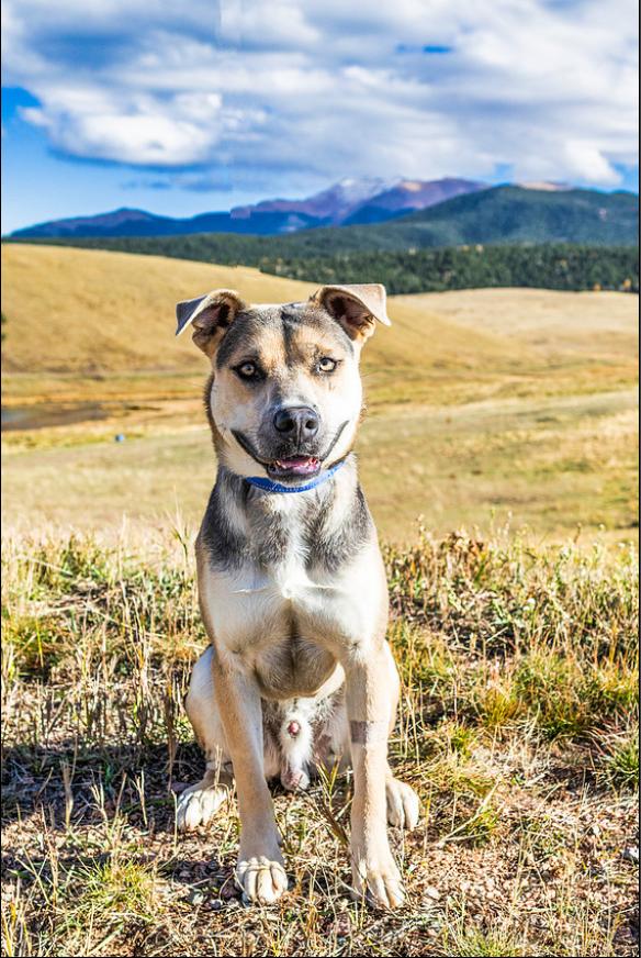 Earl, a Adoptable mixed breed in Divide, CO image 2/3