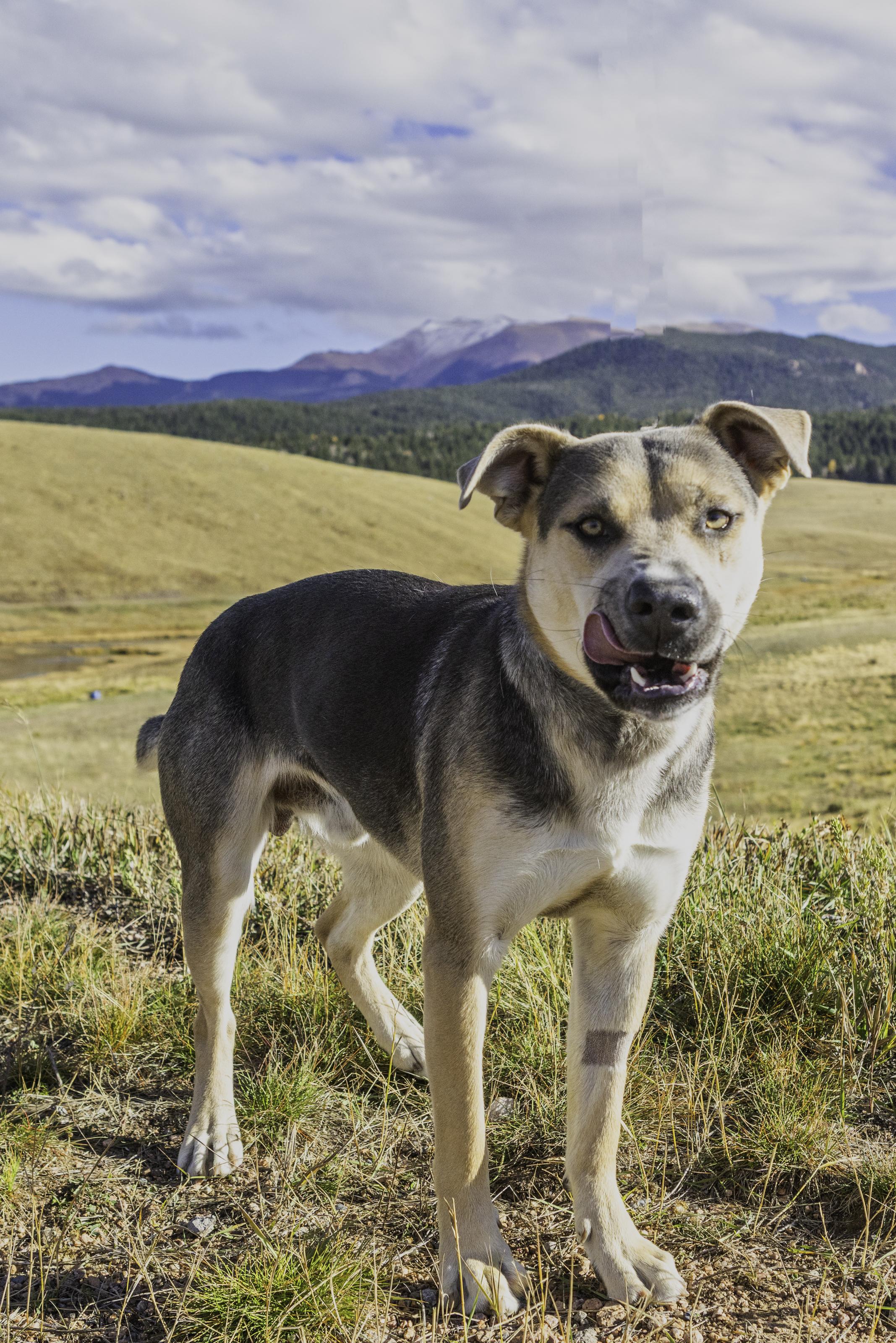 Earl, a Adoptable mixed breed in Divide, CO image 3/3