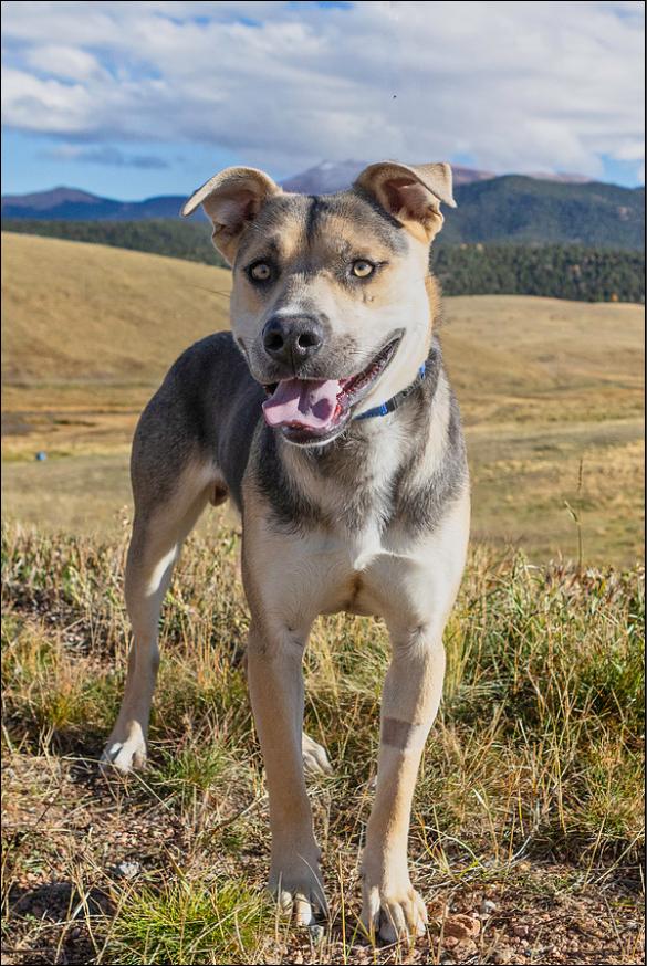 Earl, a Adoptable mixed breed in Divide, CO image 1/3