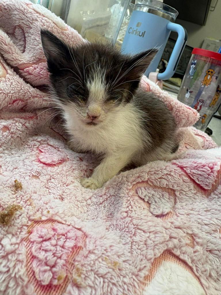 Apple, Adoptable, Kitten Male American Shorthair.
