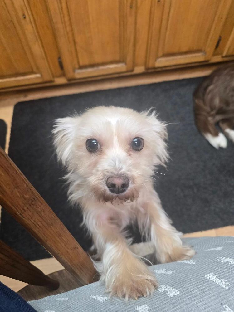 Bailey, Adoptable, Adult Female Maltese.