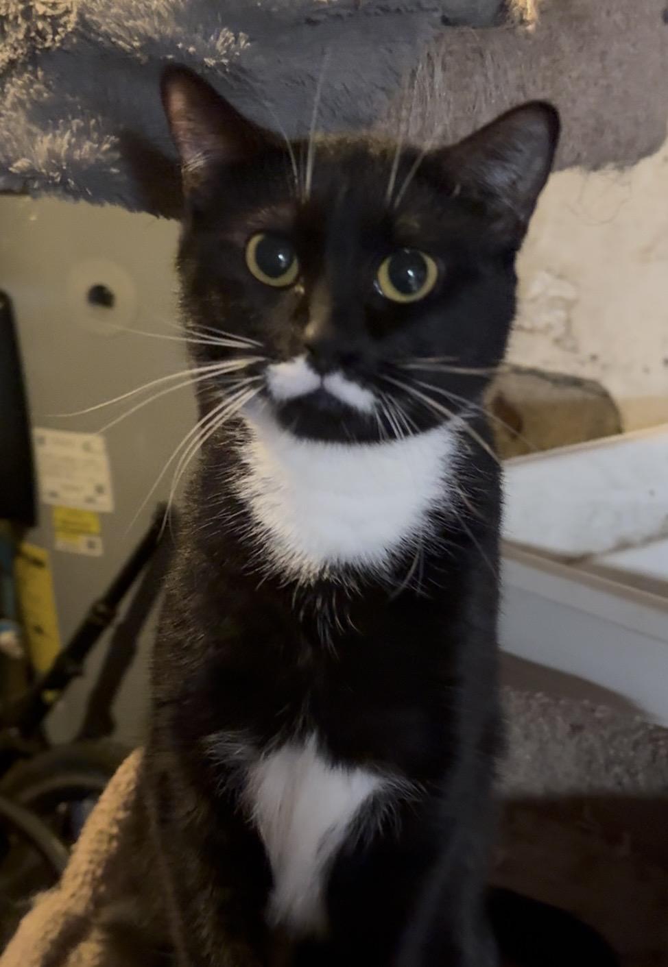 Rose, ADOPTABLE, Young Female Domestic Short Hair.