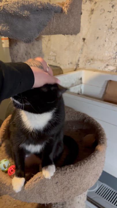 Enlarge Rose, a ADOPTABLE Domestic Short Hair in The Dalles, OR video 2/2