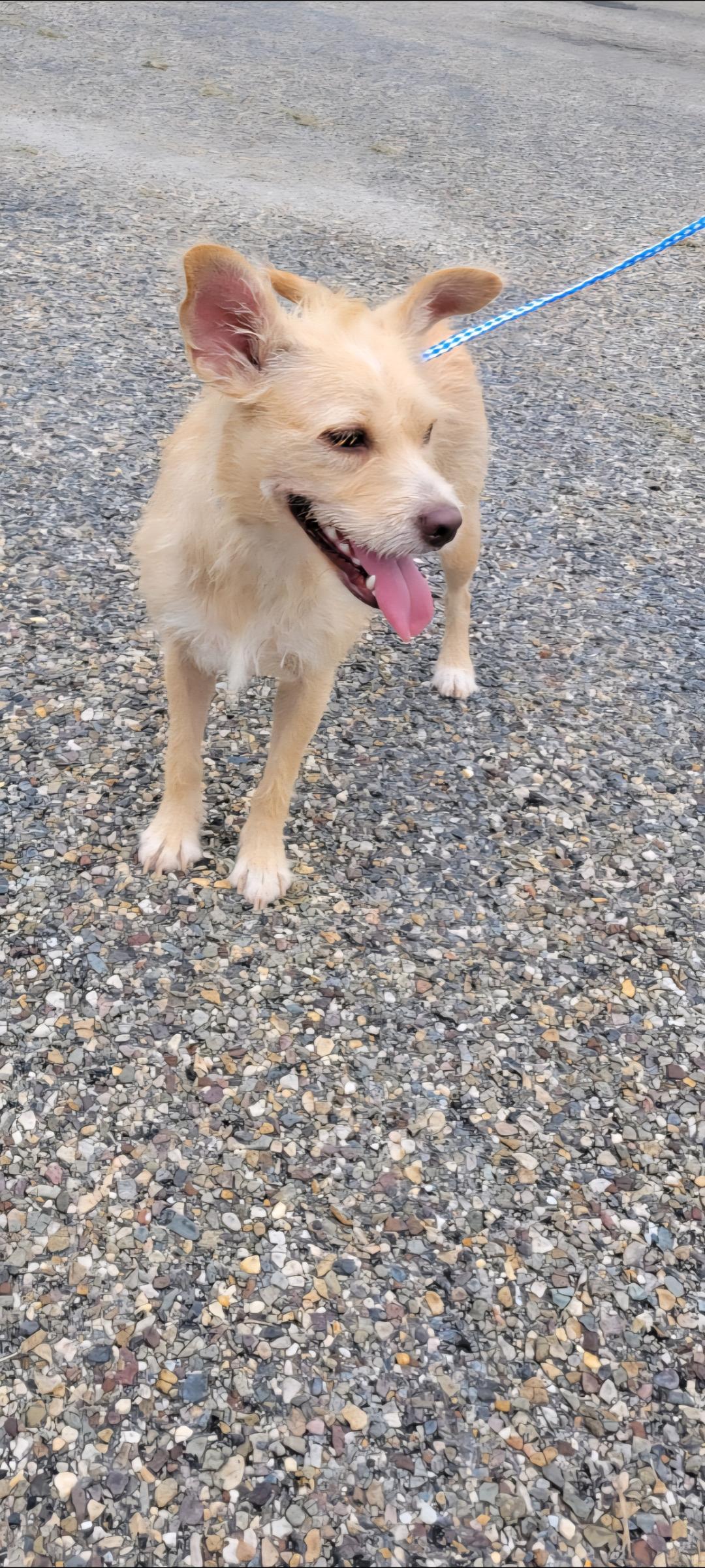 Enlarge Lila, a ADOPTABLE mixed breed in Cambridge, MD image 1/2