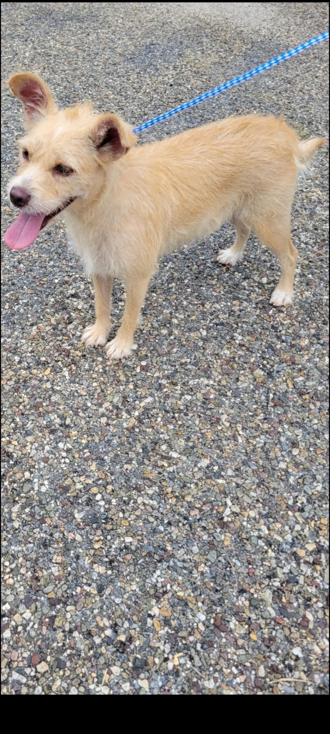 Enlarge Lila, a ADOPTABLE mixed breed in Cambridge, MD image 2/2