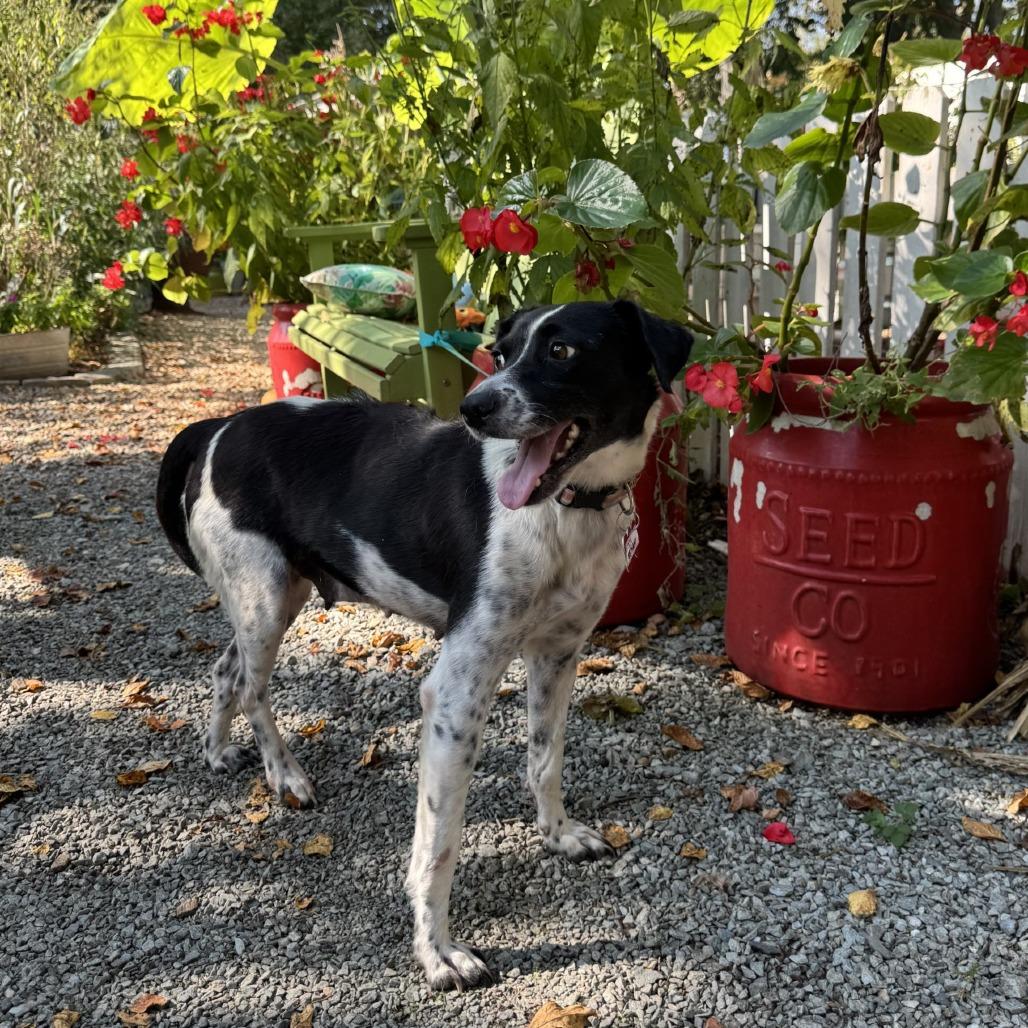 Bethany, Adoptable, Young Female Pointer.