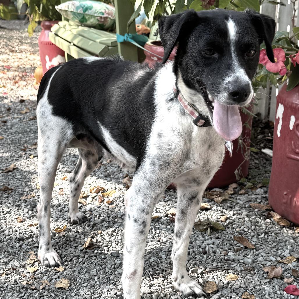 Enlarge Bethany, a Adoptable Pointer in Wake Forest, NC image 2/4