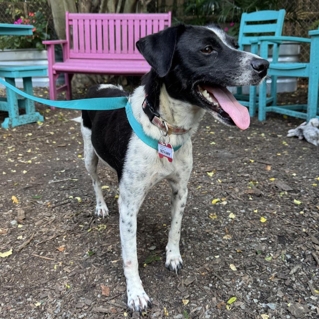 Enlarge Bethany, a Adoptable Pointer in Wake Forest, NC image 3/4