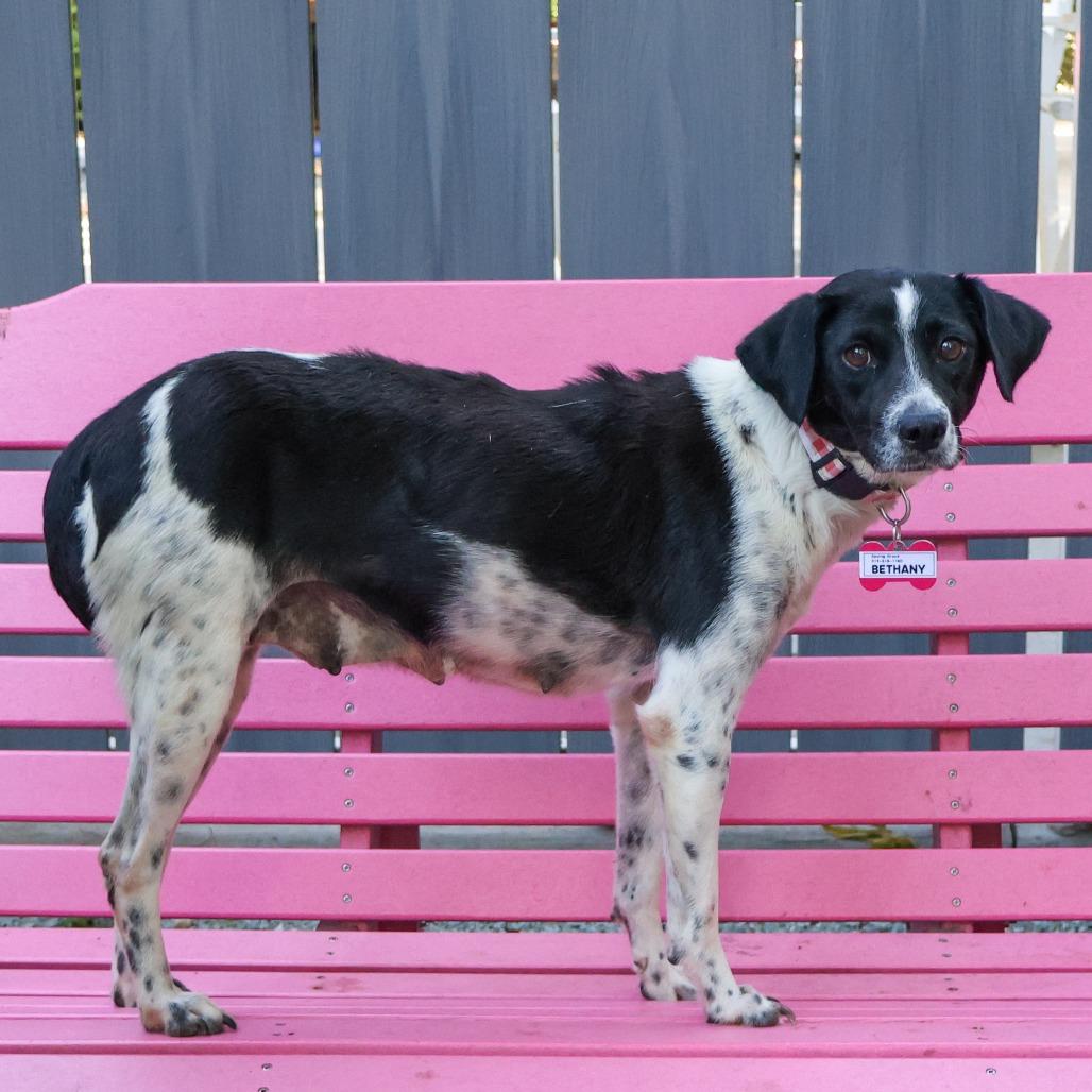 Enlarge Bethany, a Adoptable Pointer in Wake Forest, NC image 4/4