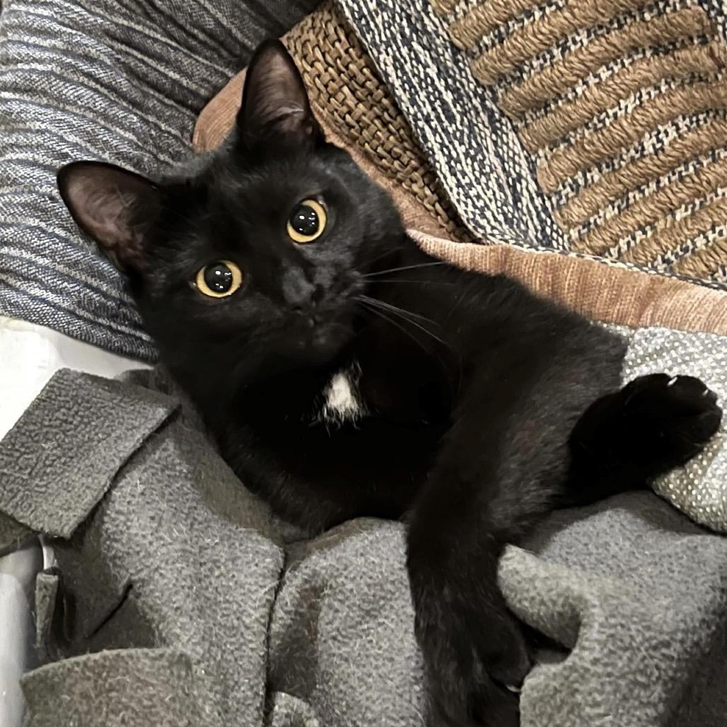 Enlarge Maxine, a Adoptable Domestic Short Hair in Bloomington, IN image 1/1