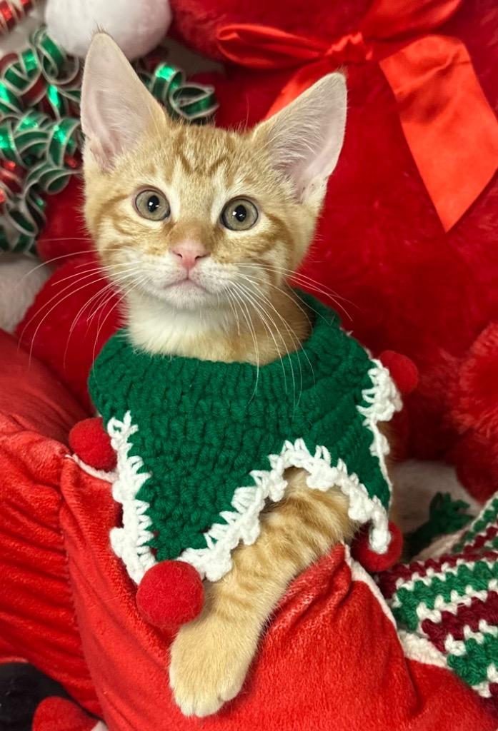 Enlarge 10/28/25 - Donnie, a Adoptable mixed breed in Stillwater, OK image 1/1