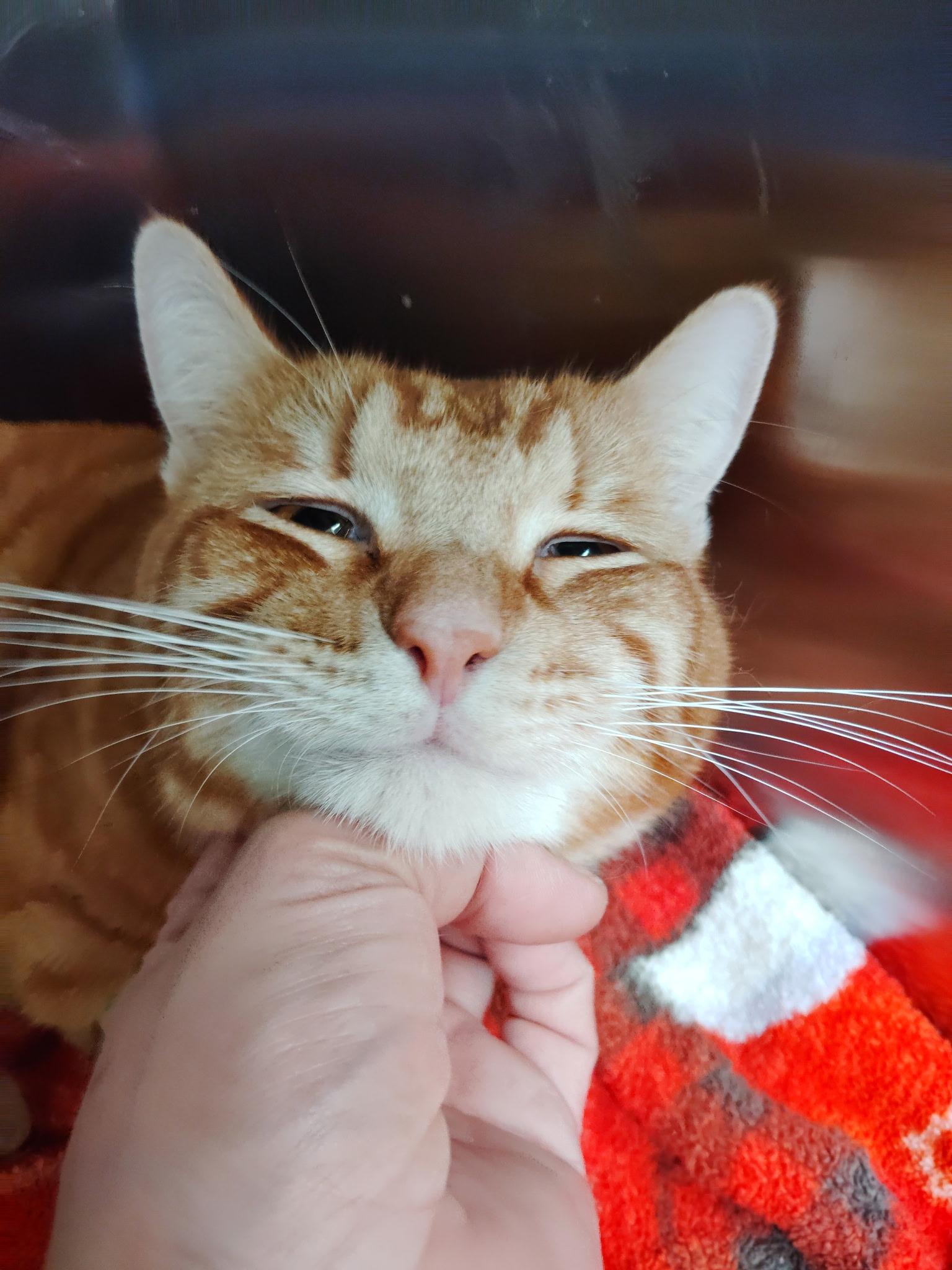 Tonka, a Adopted Munchkin in Cibolo, TX image 3/4