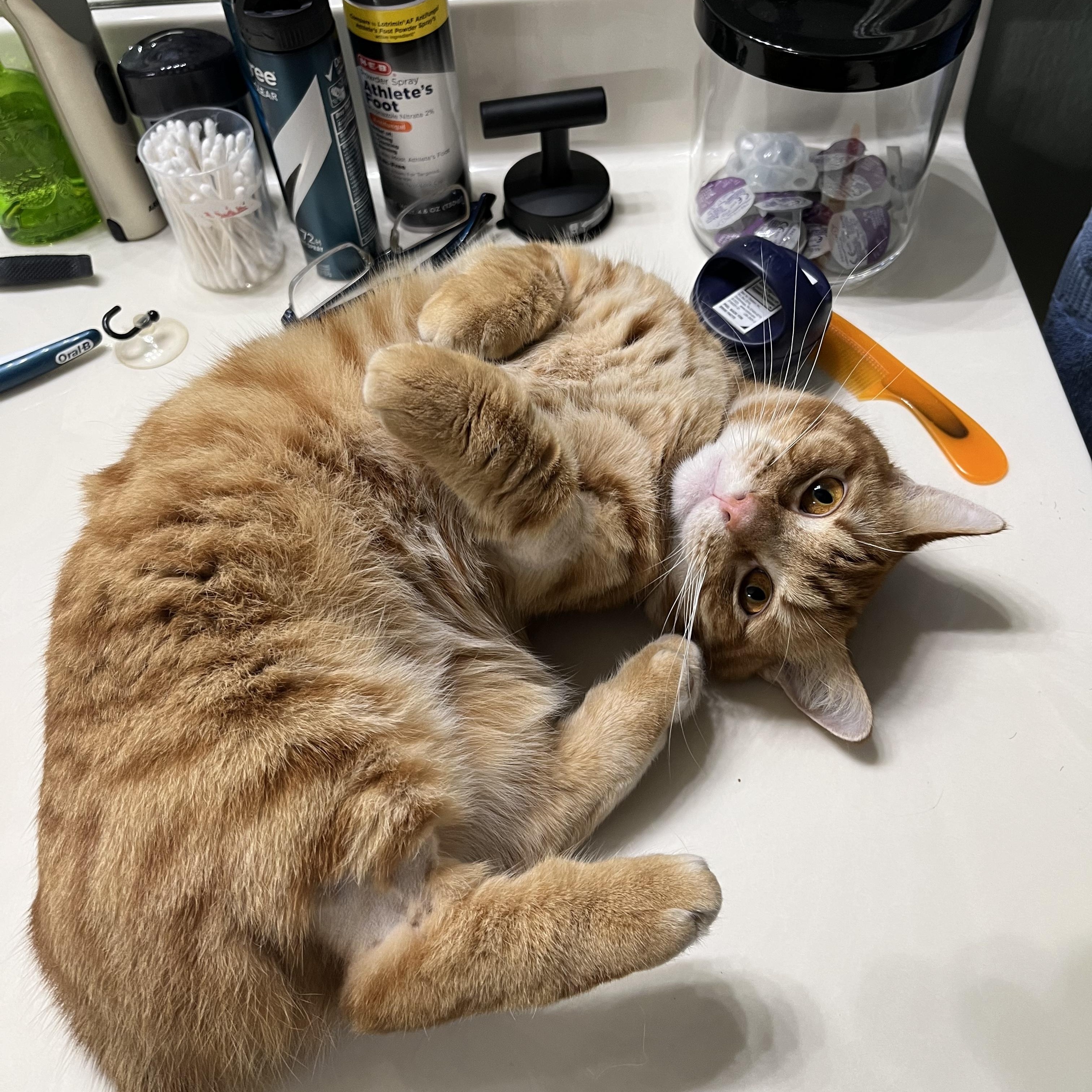 Tonka, a Adopted Munchkin in Cibolo, TX image 1/4