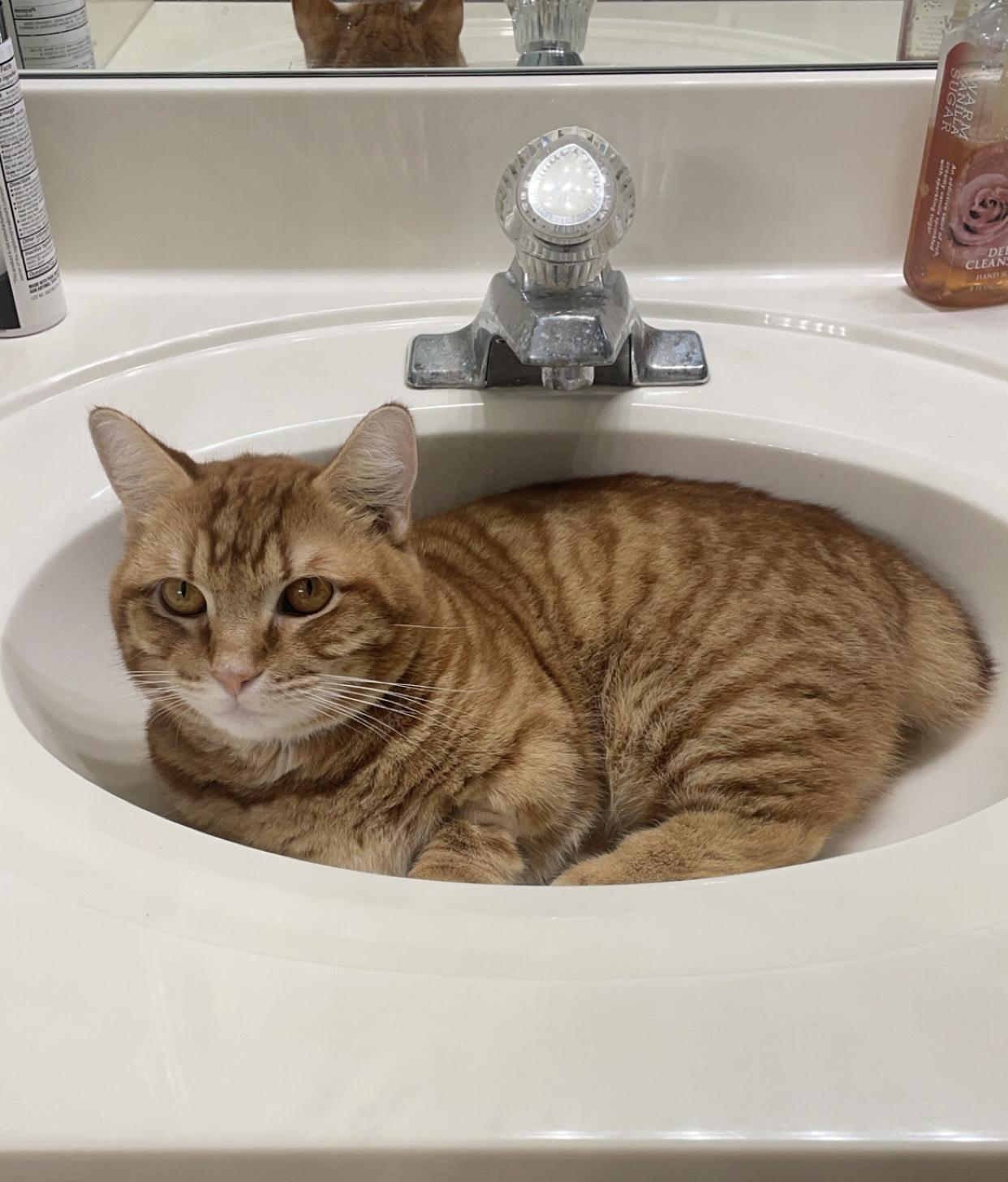 Tonka, a Adopted Munchkin in Cibolo, TX image 2/4