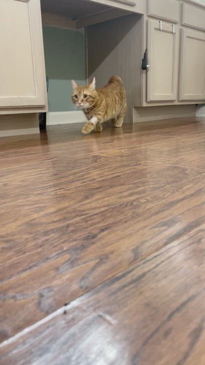 Enlarge Tonka, a Adopted Munchkin in Cibolo, TX video 4/4