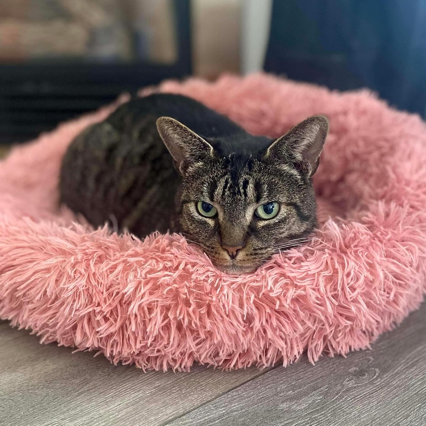 Prince Rupert, Adoptable, Young Male Domestic Short Hair.