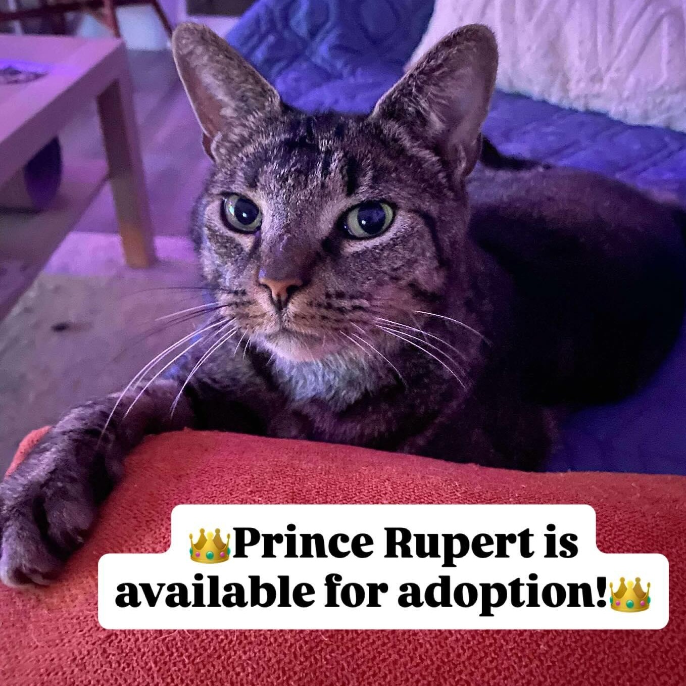 Enlarge Prince Rupert, a Adoptable Domestic Short Hair in Munster, ON image 3/6