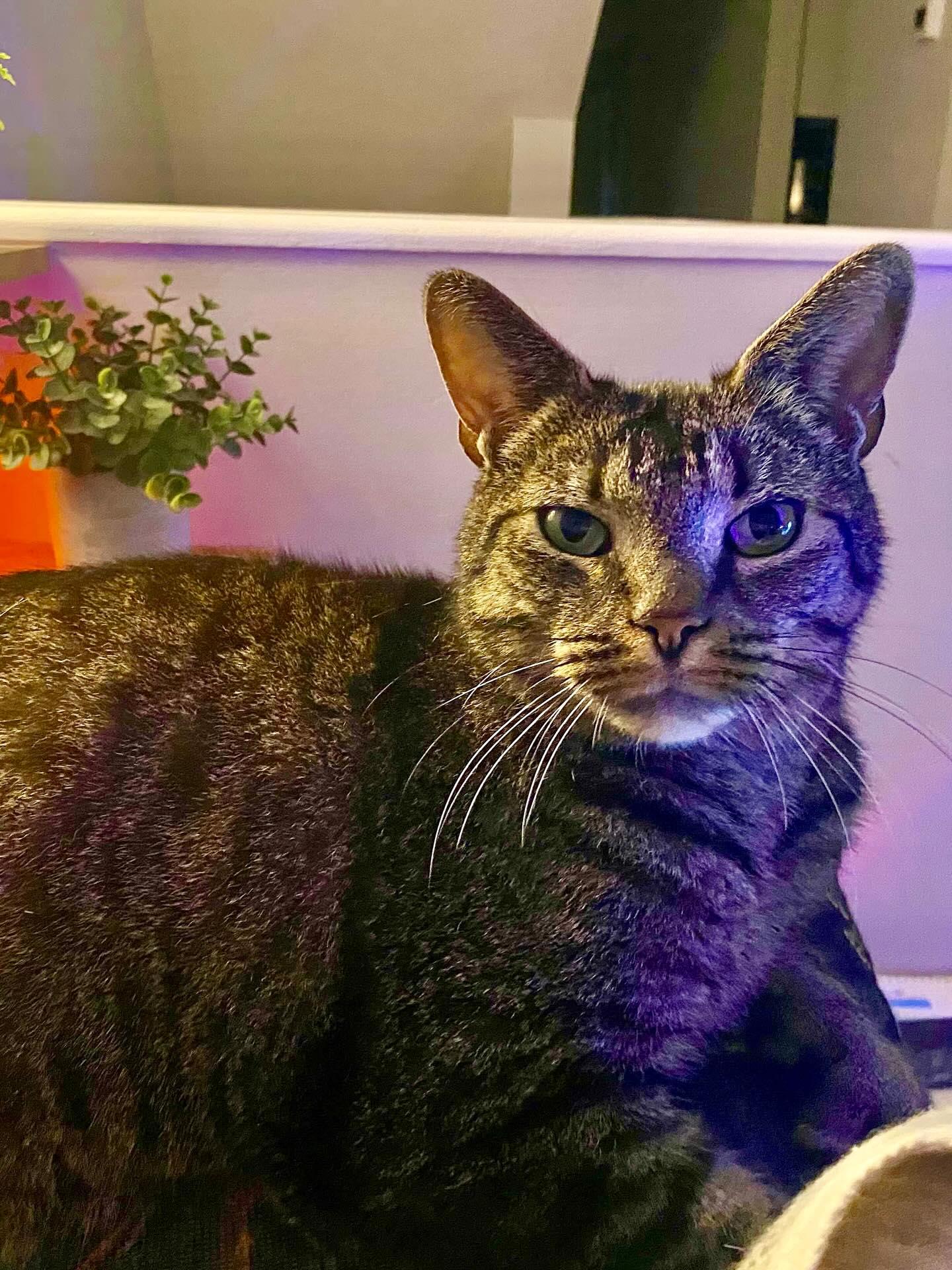 Enlarge Prince Rupert, a Adoptable Domestic Short Hair in Munster, ON image 5/6