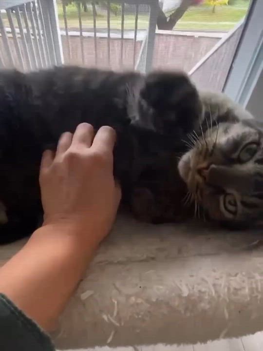 Enlarge Prince Rupert, a Adoptable Domestic Short Hair in Munster, ON video 4/6