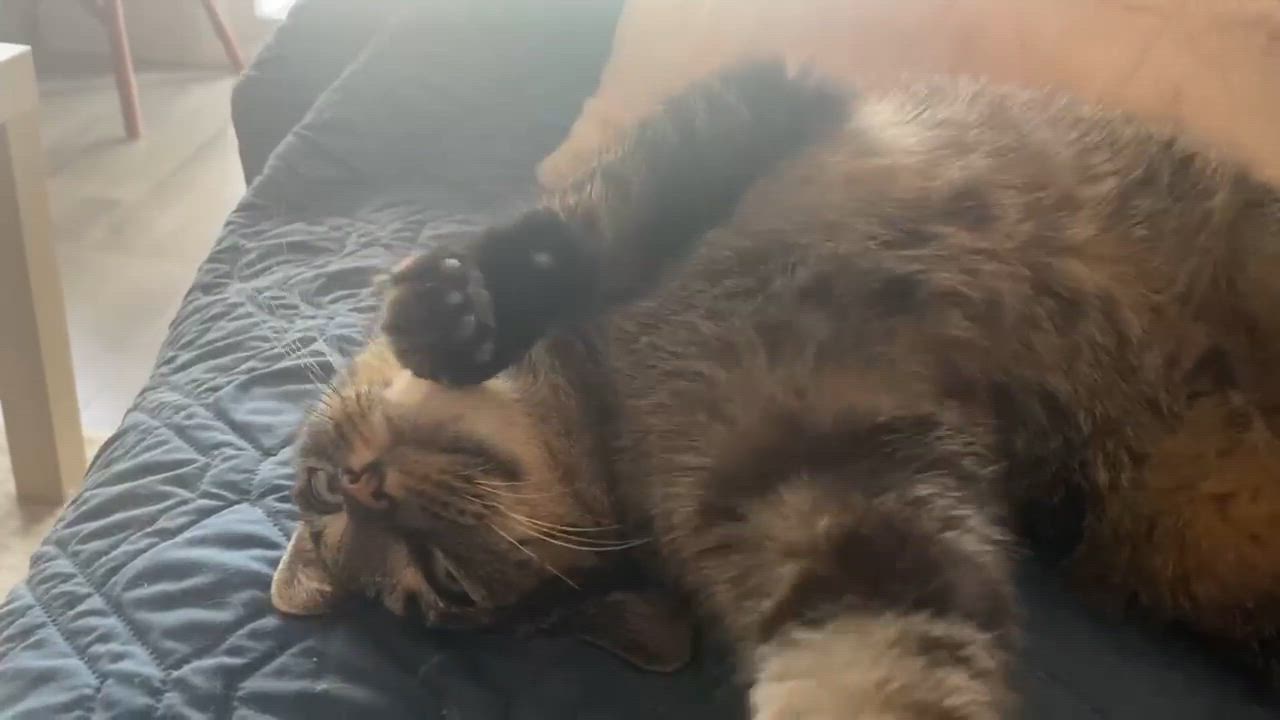 Enlarge Prince Rupert, a Adoptable Domestic Short Hair in Munster, ON video 6/6