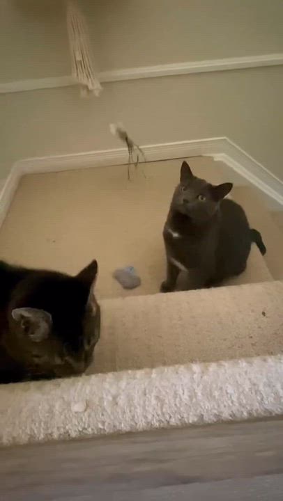 Enlarge Prince Rupert, a Adoptable Domestic Short Hair in Munster, ON video 2/6