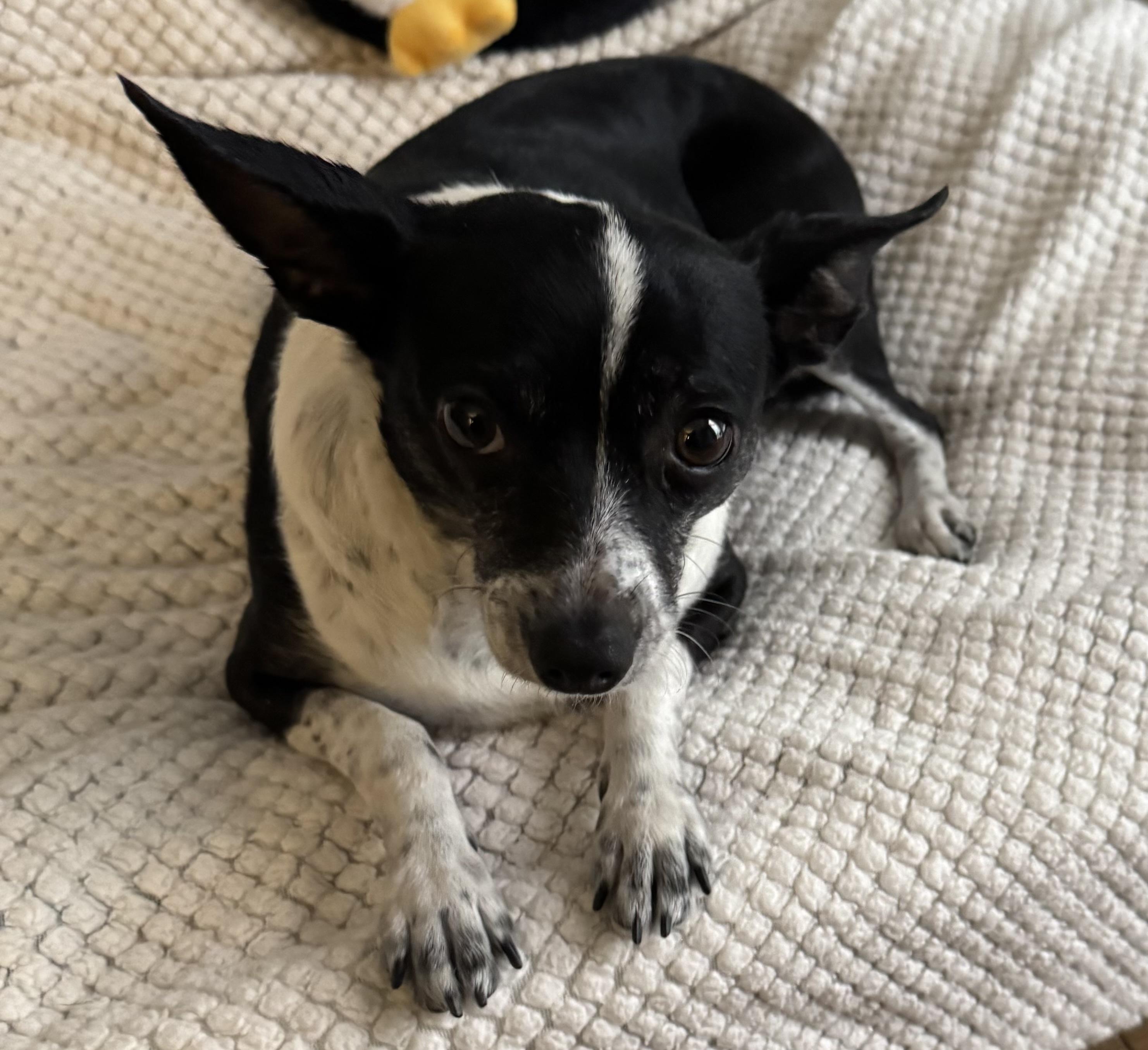 Enlarge MOJO - MIN PINSCHER & SISZ -CHIHUAHUA  – 3 YEAR OLD BONDED PAIR @ PETCO ON 03/07 - 11AM-2PM, a ADOPTABLE Miniature Pinscher in Mesa, AZ image 3/5
