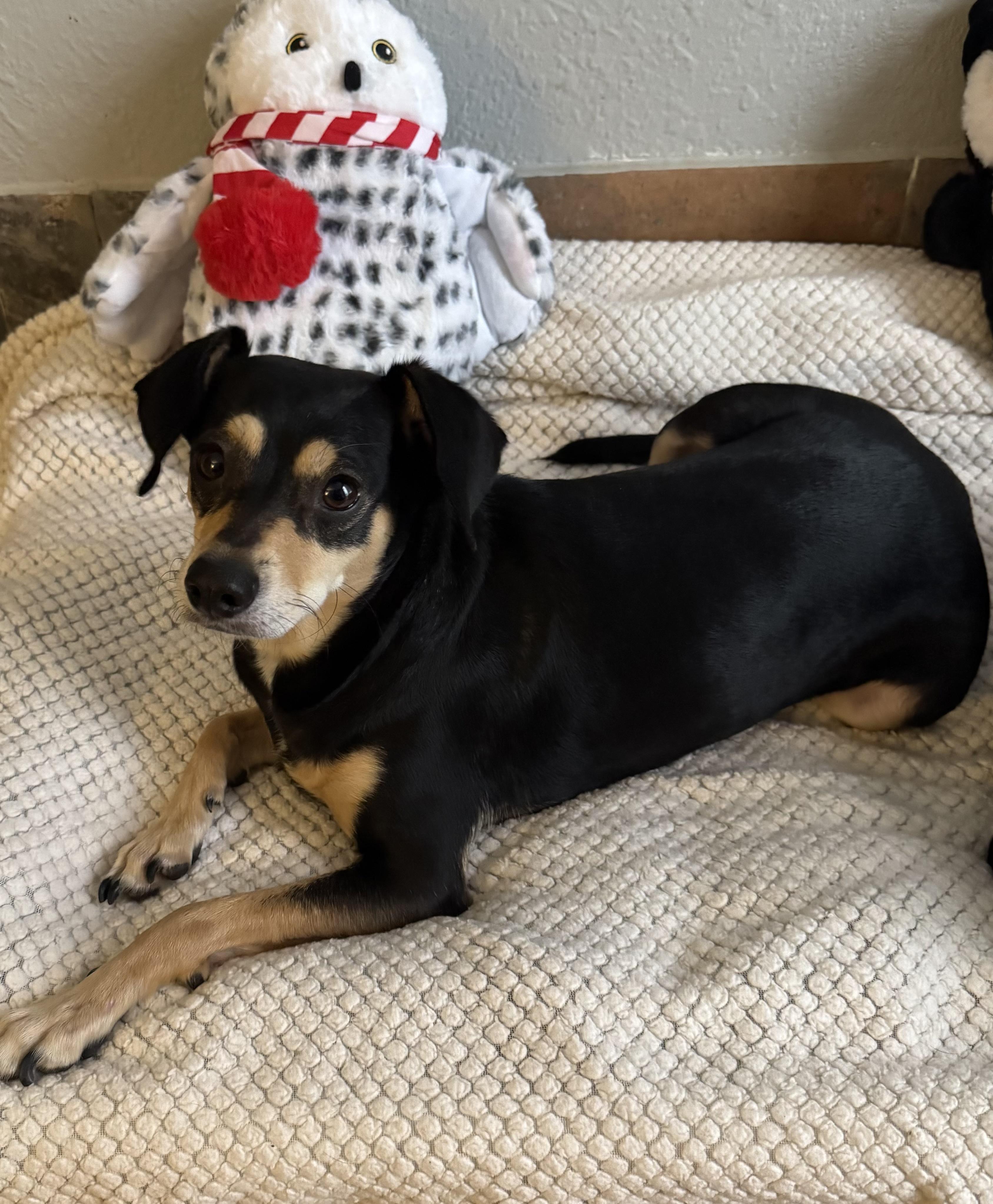 Enlarge MOJO - MIN PINSCHER & SISZ -CHIHUAHUA  – 3 YEAR OLD BONDED PAIR @ PETCO ON 03/07 - 11AM-2PM, a ADOPTABLE Miniature Pinscher in Mesa, AZ image 2/5