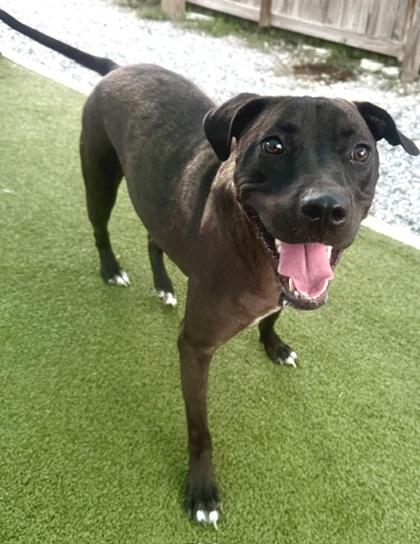 Enlarge Serena/Moon, a Adoptable mixed breed in Port Saint Joe, FL image 1/3