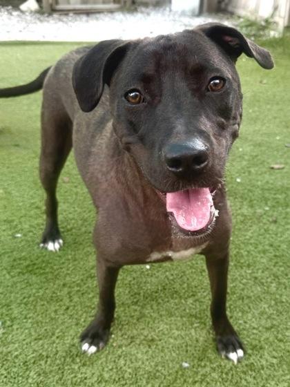 Enlarge Serena/Moon, a Adoptable mixed breed in Port Saint Joe, FL image 2/3