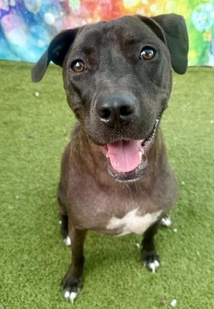 Enlarge Serena/Moon, a Adoptable mixed breed in Port Saint Joe, FL image 3/3